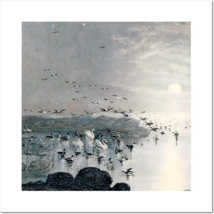 Ducks, Mallards and Swans on the lake at sunset Posters and Art